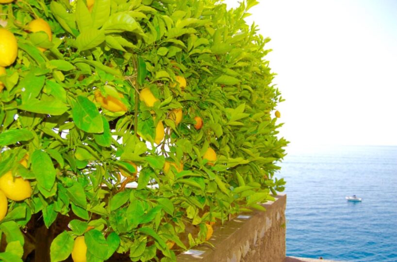 Luxury Villas Ravello (30)